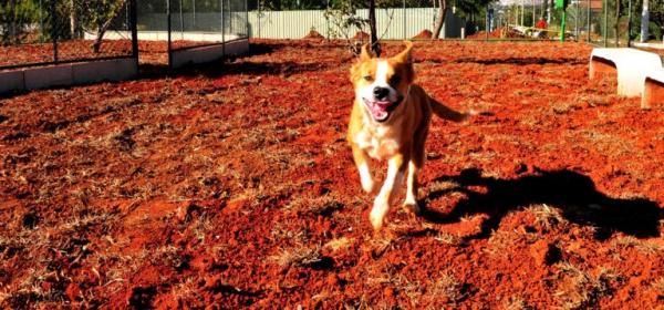 Lago Norte ganha espaço para convivência de cães