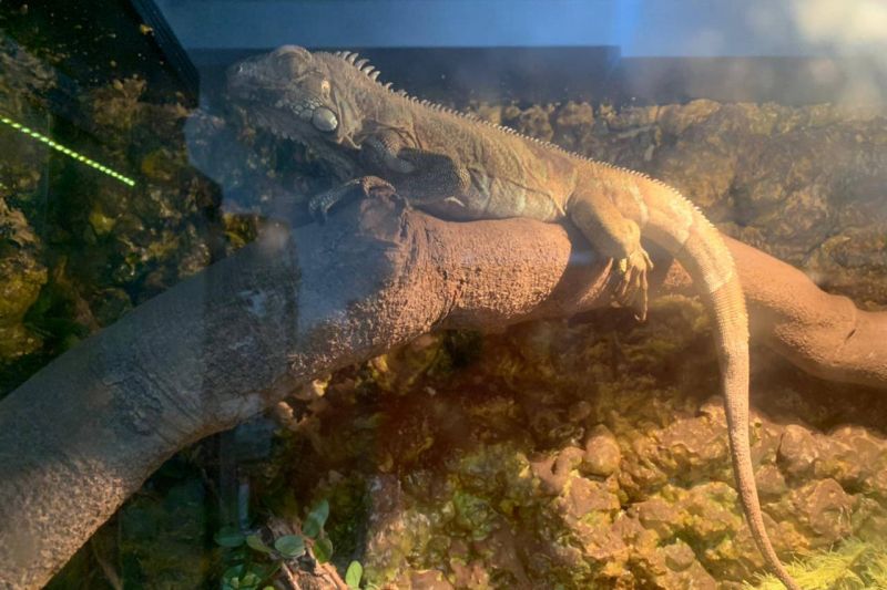 IAT apreende animais nativos e exóticos sob posse irregular em Maringá