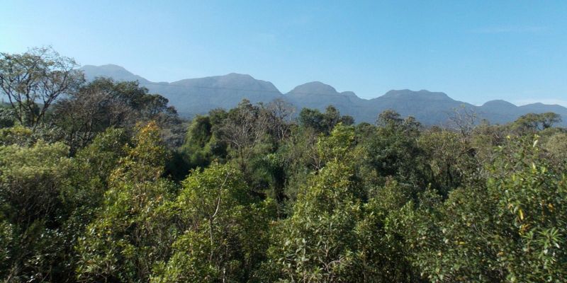 Desmatamento de Mata Atlântica cai 9% no país nos últimos 2 anos