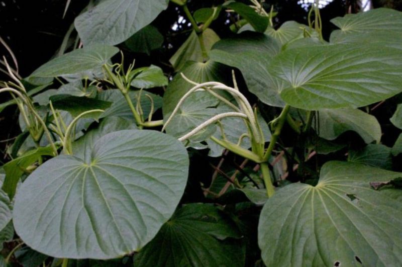 UEM obtém patente para processo que pode ajudar no tratamento da tuberculose