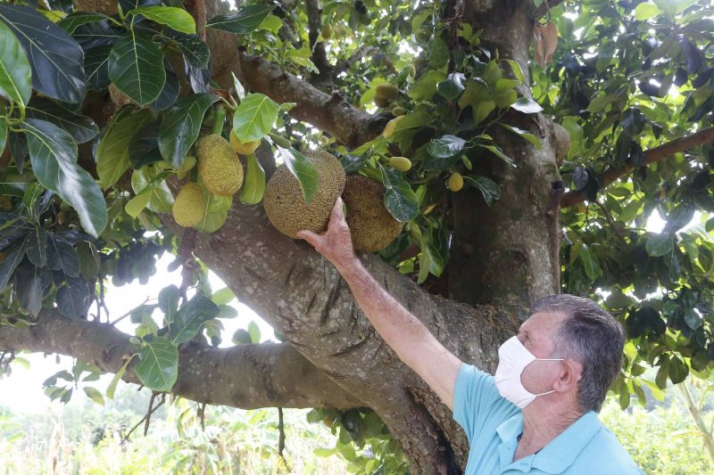 Alternativa para alimentação, jaca ganha espaço no agronegócio paranaense