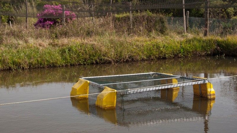 Política estadual dará impulso ao desenvolvimento da aquicultura no Estado