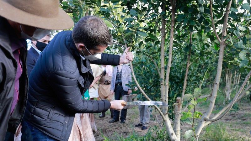 Governador participa da abertura da colheita da erva-mate em Ilópolis