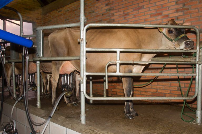 Comissão de Agricultura cria colegiado para acompanhar cadeia produtiva do leite