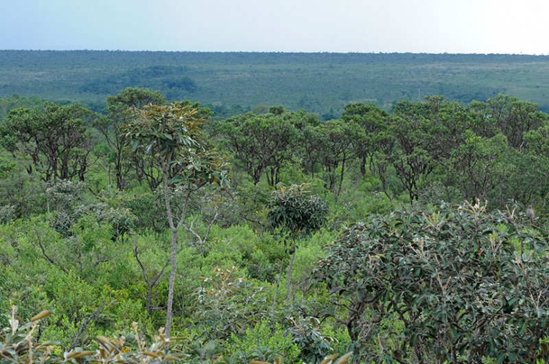 Proteção do Cerrado será tema de debate na CDR nesta segunda-feira