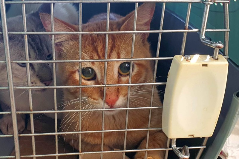 Programa CastraPet Paraná percorre 17 cidades em novembro; confira a agenda