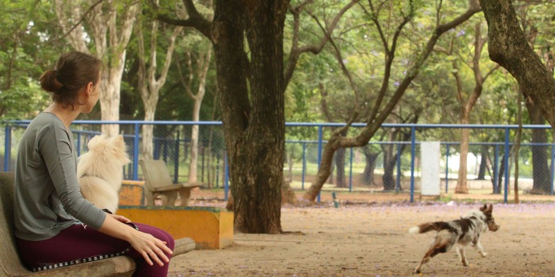 SP: prefeitura lança versão eletrônica de identidade para pets