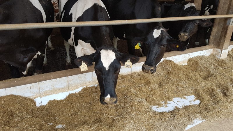 Dia da Pecuária reforça importância do setor para o DF