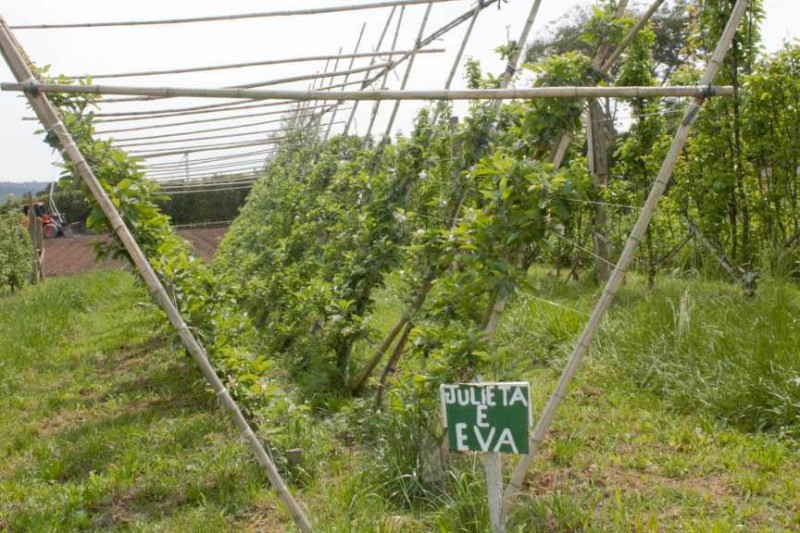 Novos métodos elaborados pelo IDR-Paraná podem aumentar a produção e qualidade de maçãs