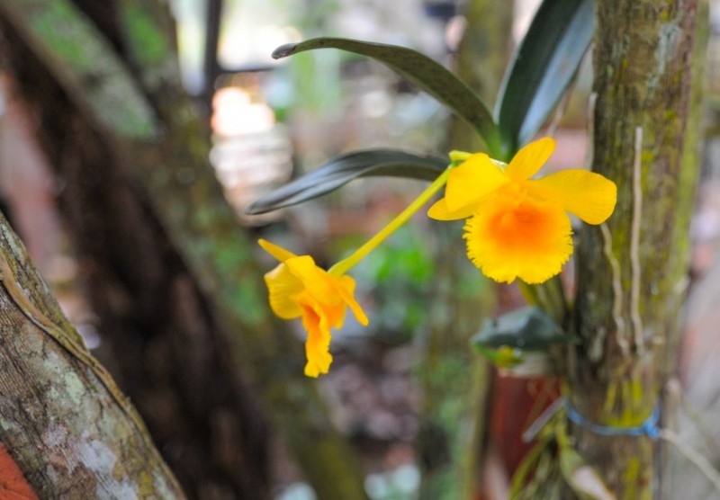 Jardim Botânico promove 2ª Feira de Orquídeas de 2021