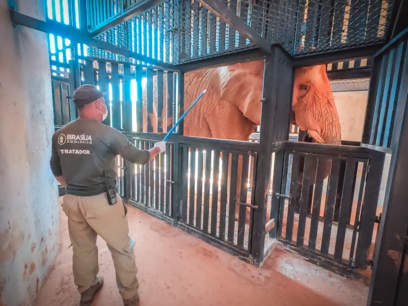 Zoo de Brasília inaugura brete de treinamento para elefante