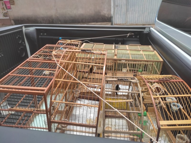 Criação irregular de pássaros é descoberta em Planaltina