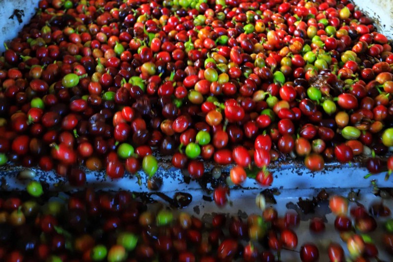 Organização divulga competidores do Concurso Café Qualidade Paraná 2021