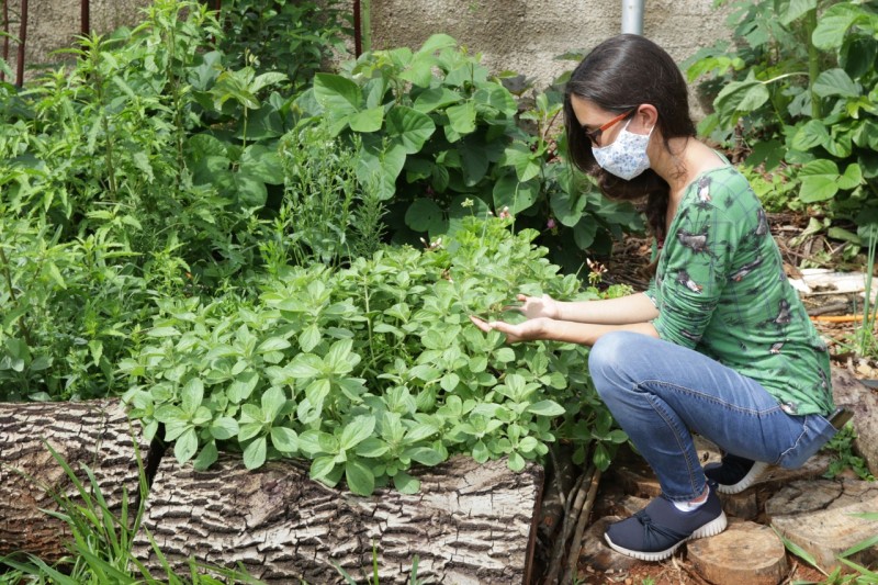 Hortos medicinais reúnem mais de 80 espécies de plantas