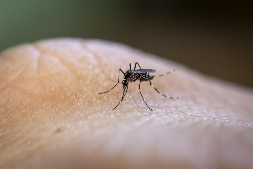 Dengue bate recorde no DF e deixa 38 mortos em 2024