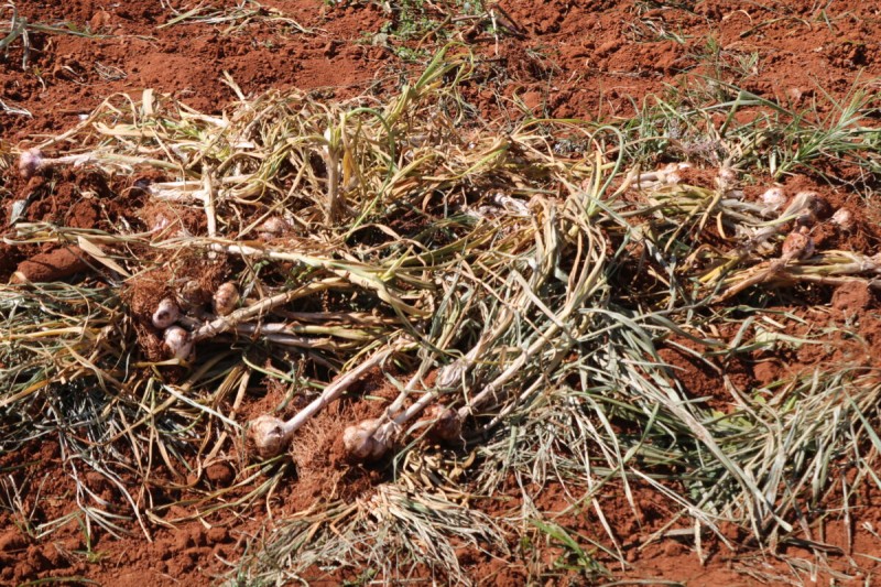 Alho orgânico diretamente para o mercado de São Paulo