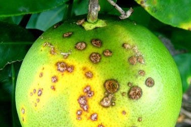 Estudo do IDR-Paraná mostra técnicas que reduzem cancro cítrico em 90% nos pomares