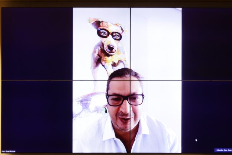 Ativistas e criadores divergem sobre projeto que transforma animais em sujeitos de direito?