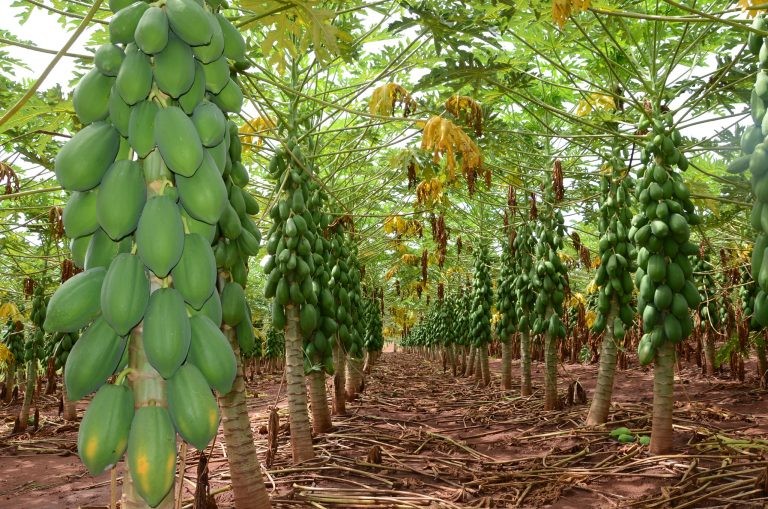 Produção de insumos biológicos no Brasil é tema de novo debate nesta sexta