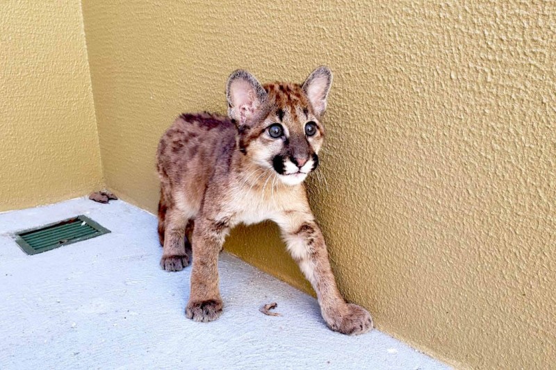 Athena ou Pandora? População pode escolher nome da nova onça-parda de Curitiba