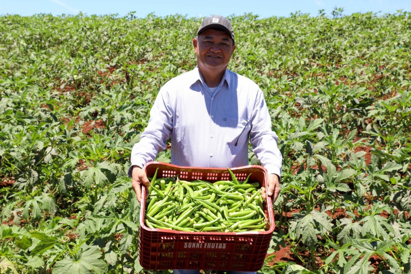 Estimulada por Uraí, no Norte, produção de quiabo começa a se expandir no Estado