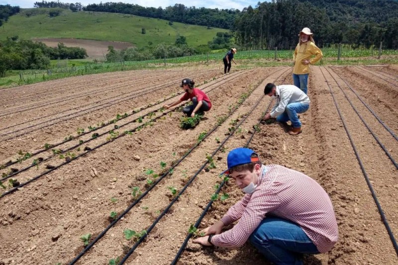 Projeto de extensão da UEL incentiva produção de morangos no Norte Pioneiro