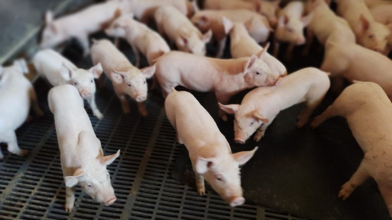 Comitiva do Governo do Estado visita empresa portuguesa que implantará projeto de suinocultura na Bahia