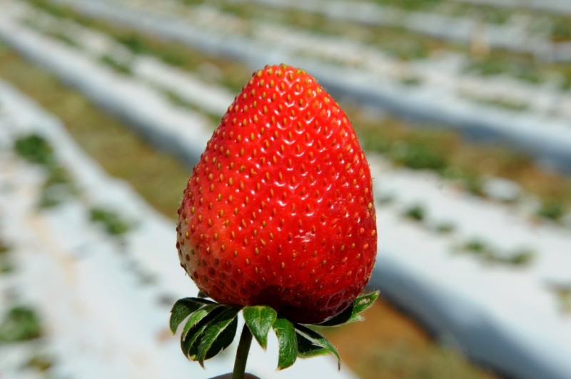 Ceasa inaugura espaço exclusivo para venda de morango