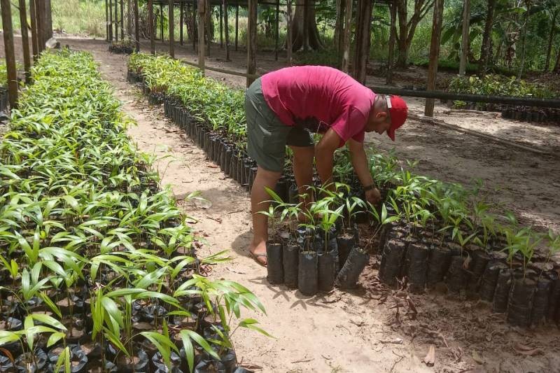Unidade Agropecuária da Sedap em Terra Alta distribuí 5 mil mudas de açaí para produtores