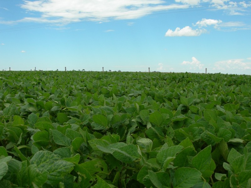 Campanha orienta sobre uso correto do herbicida 2,4-D