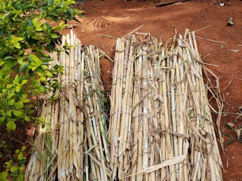 Emater-DF distribui mudas de capim a produtores rurais